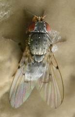Odinia boletina