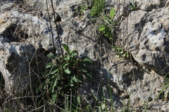 Verbascum levanticum