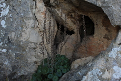 Umbilicus intermedius