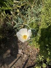 Argemone hunnemannii