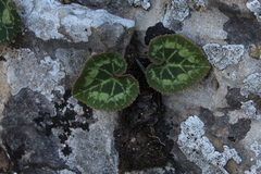 Cyclamen persicum