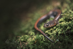 Plethodon serratus