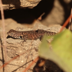 Sceloporus hunsakeri