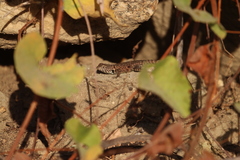 Sceloporus hunsakeri