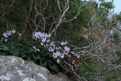 Cyclamen persicum
