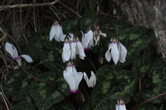 Cyclamen persicum