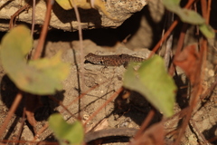 Sceloporus hunsakeri