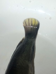 Crenicichla