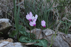 Cyclamen persicum
