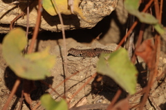 Sceloporus hunsakeri