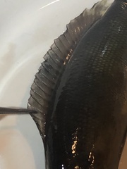 Crenicichla