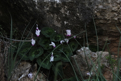 Cyclamen persicum