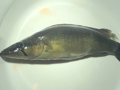 Crenicichla