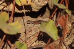 Sceloporus hunsakeri