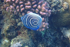 Pomacanthus imperator