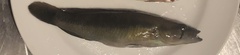 Crenicichla