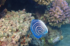 Pomacanthus imperator