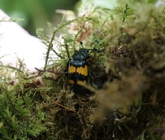 Nicrophorus defodiens