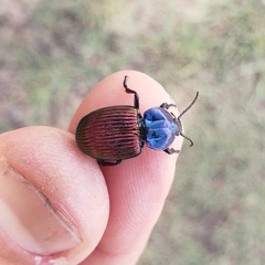 Brachygnathus festivus