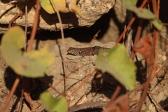 Sceloporus hunsakeri