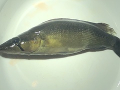 Crenicichla