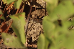 Sceloporus hunsakeri