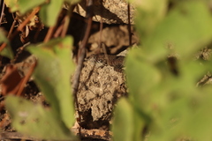 Sceloporus hunsakeri