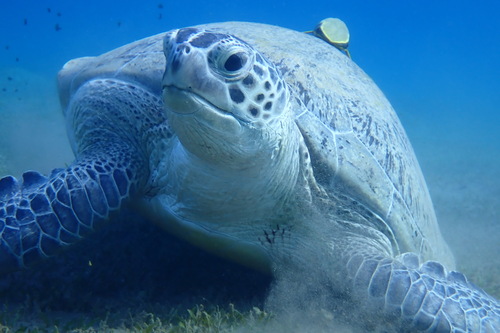 Green Sea Turtle — seen at this dive site