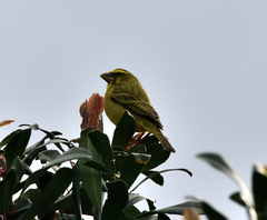 Crithagra sulphurata