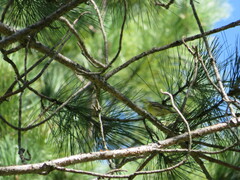 Setophaga pinus