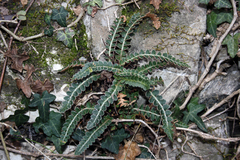 Asplenium ceterach image