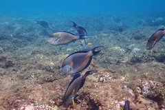Acanthurus sohal