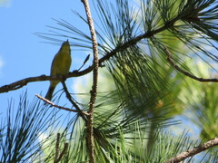 Setophaga pinus