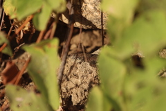 Sceloporus hunsakeri