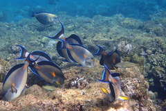 Acanthurus sohal