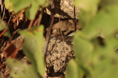 Sceloporus hunsakeri