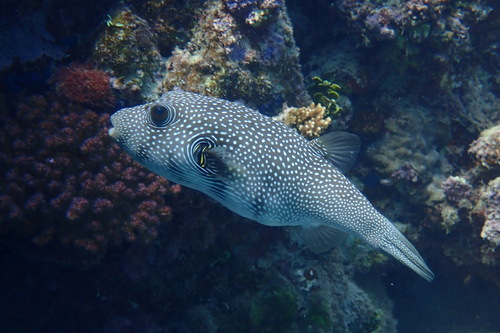 White-spotted Puffer — seen at this dive site