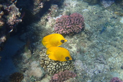 Chaetodon semilarvatus