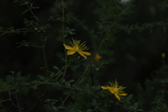 Hypericum thymifolium