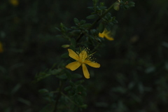 Hypericum thymifolium