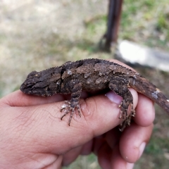 Sceloporus clarkii