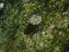 Gnathophyllum panamense