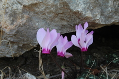 Cyclamen persicum