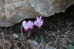 Cyclamen persicum