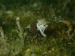 Gnathophyllum panamense