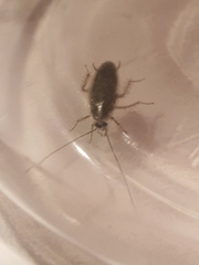 Insecta