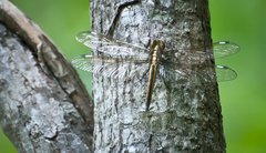 Libellula cyanea