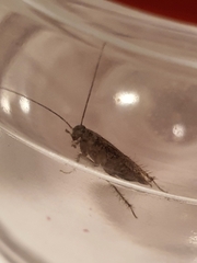 Insecta