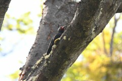 Campephilus magellanicus