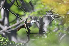 Pygarrhichas albogularis